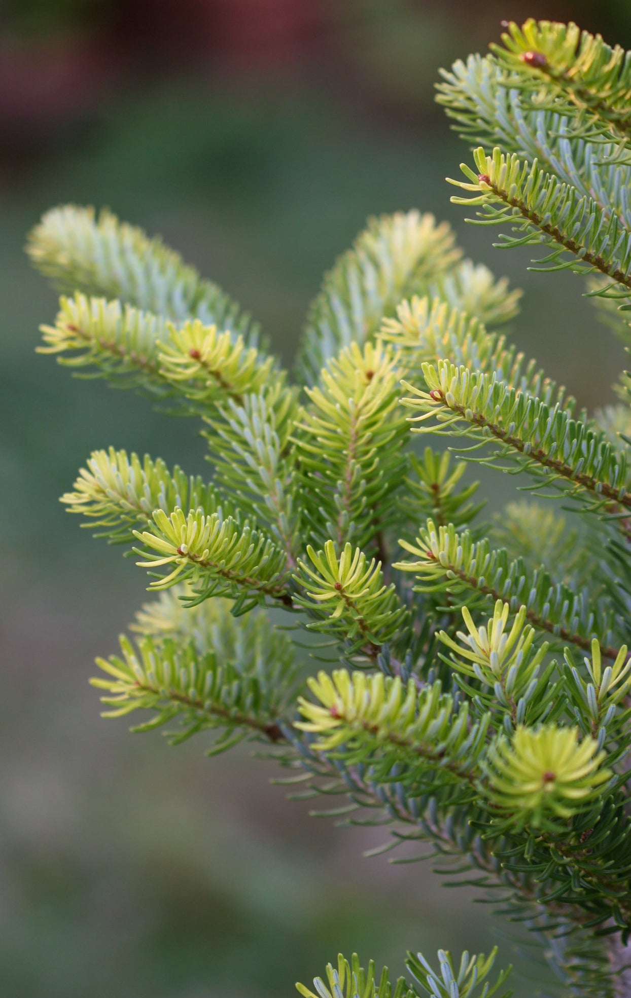 Abies koreana 'Aurea'