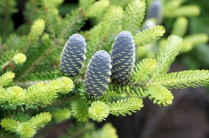 Abies koreana 'Aurea'