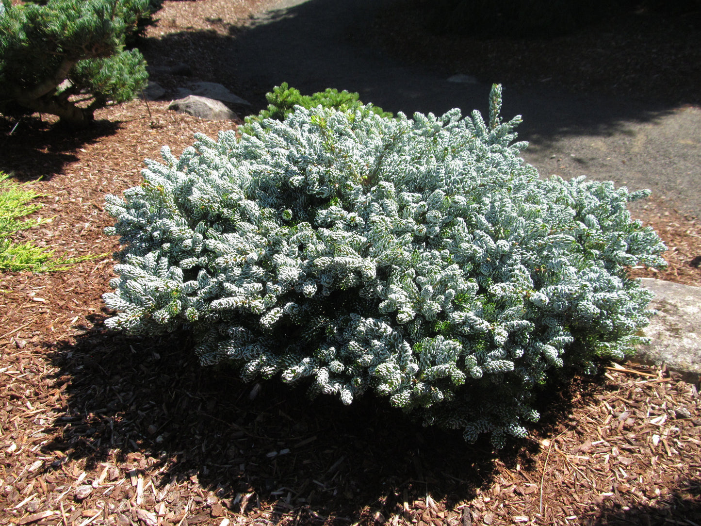 Abies koreana 'Ice Breaker'