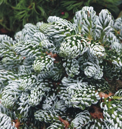 Abies koreana 'Ice Breaker'