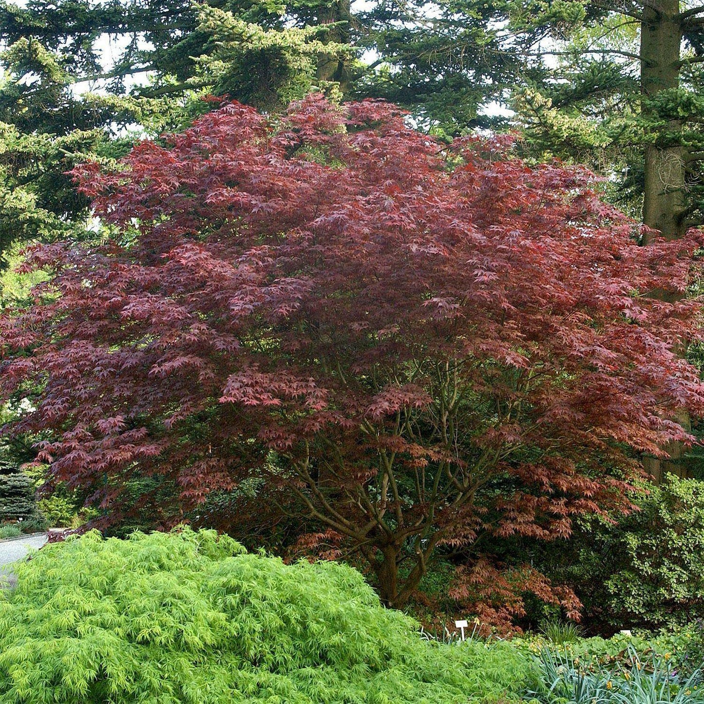 Acer palmatum 'Bloodgood'