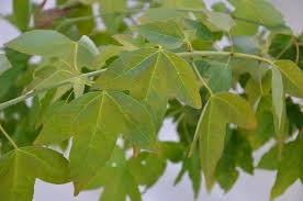 Acer buergerianum 'Angyo Weeping'