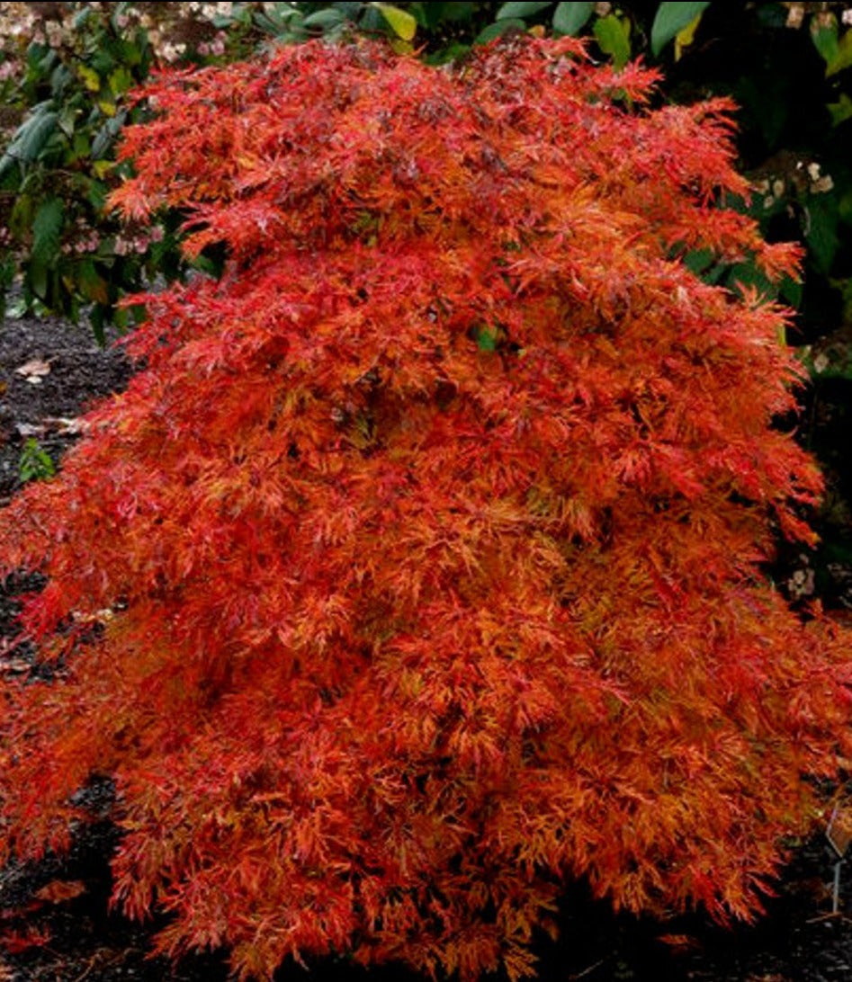 Acer japonicum 'Fairy Lights' – Bunchberry Nurseries