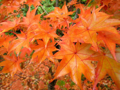 Acer palmatum 'Hogyoku'