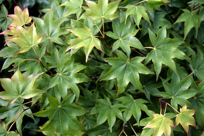 Acer palmatum 'Hogyoku'