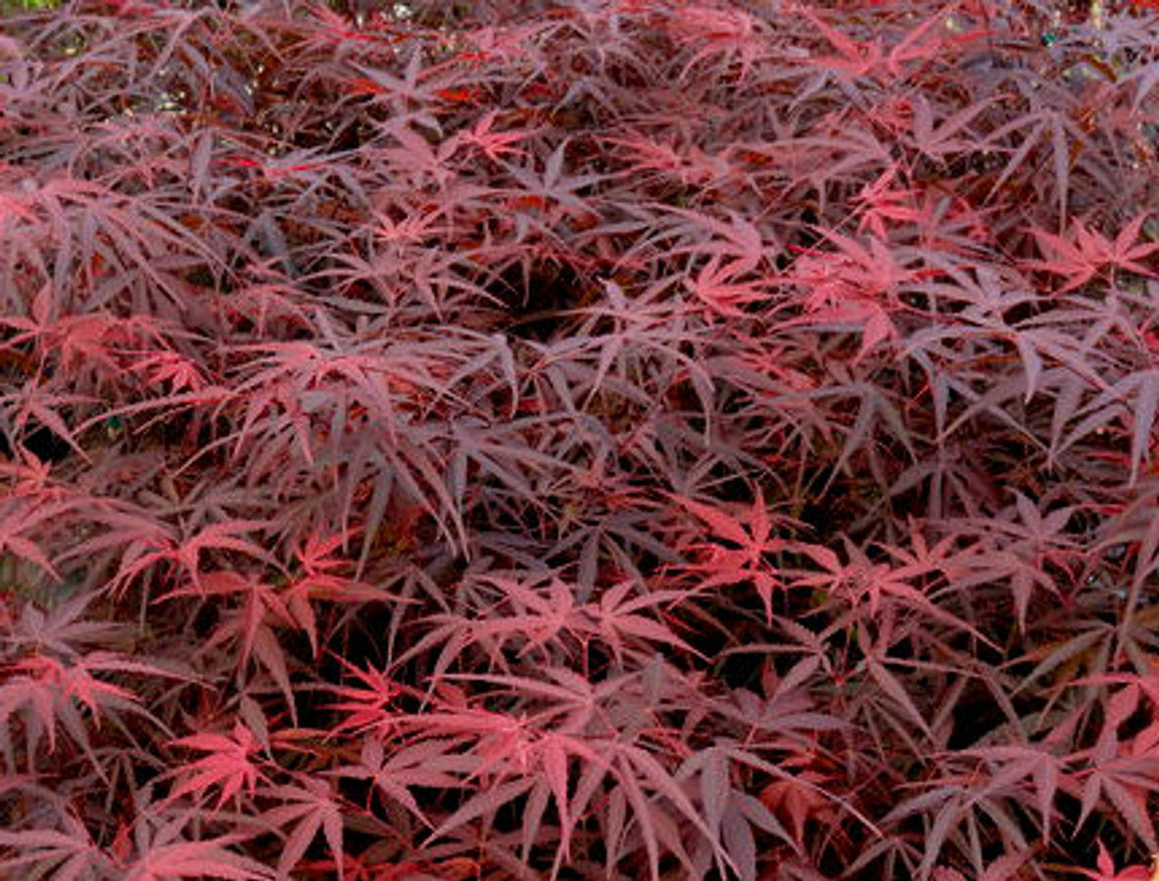 Acer palmatum 'Hubb's Red Willow'