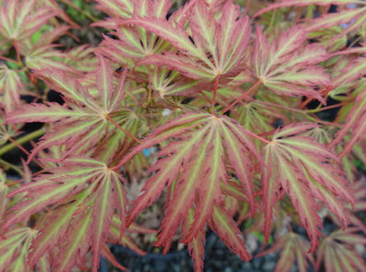 Acer palmatum 'Jeddeloh Orange'