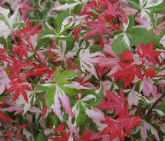 Acer palmatum 'Kotobuki'