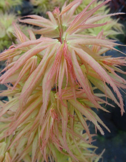 Acer palmatum 'Mayday'