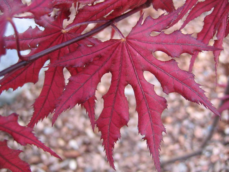 Acer palmatum 'Purple Ghost'