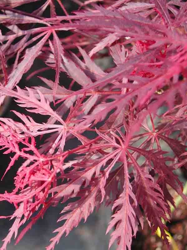 Acer palmatum 'Red Dragon'