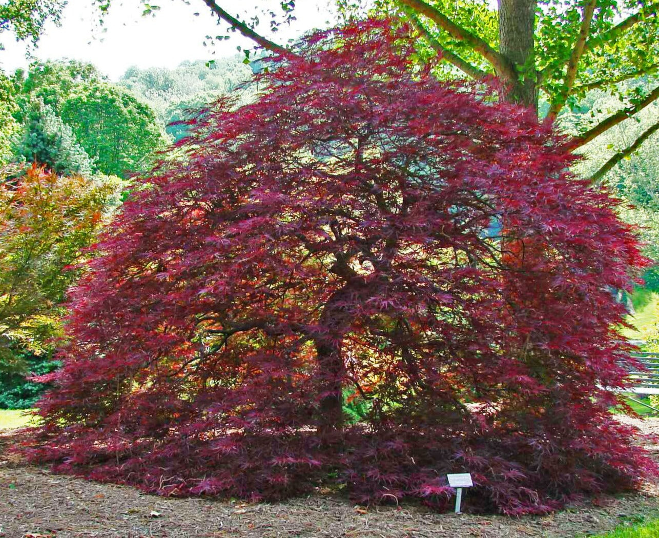 Acer palmatum 'Red Dragon'