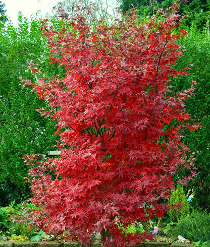 Acer palmatum 'Twombly's Red Sentinel'