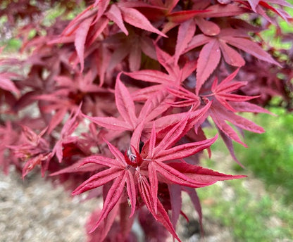 Acer palmatum 'Twombly's Red Sentinel'