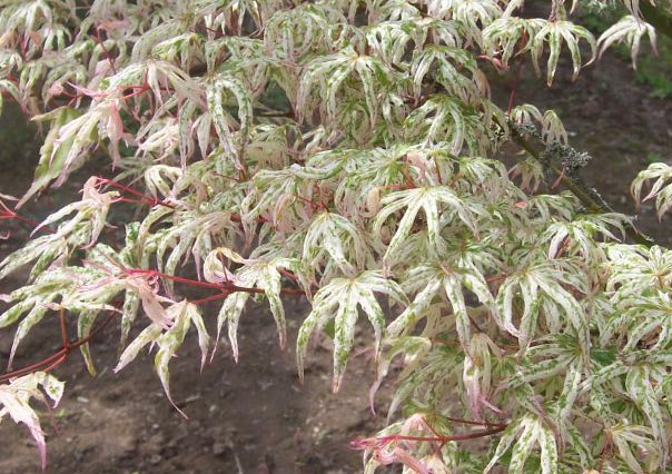 Acer palmatum 'Ukigumo'