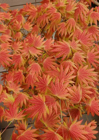 Acer shirasawanum 'Moonrise'