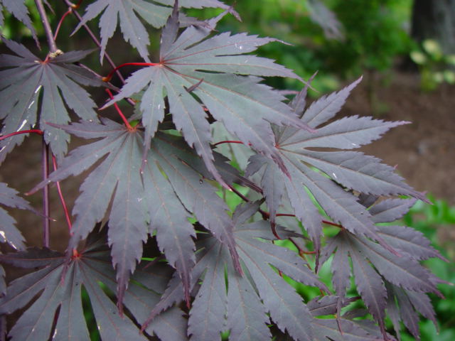 Acer shirasawanum 'Red Dawn'