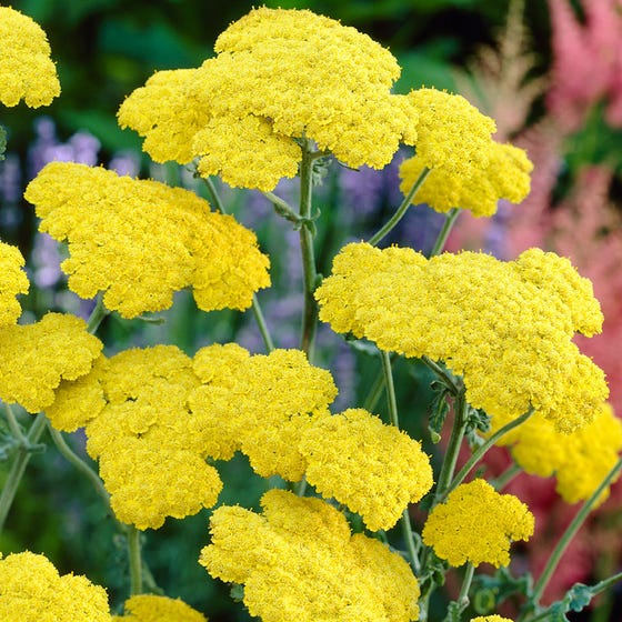 Achillea 'Moonshine'