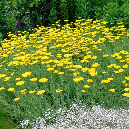 Achillea 'Moonshine'