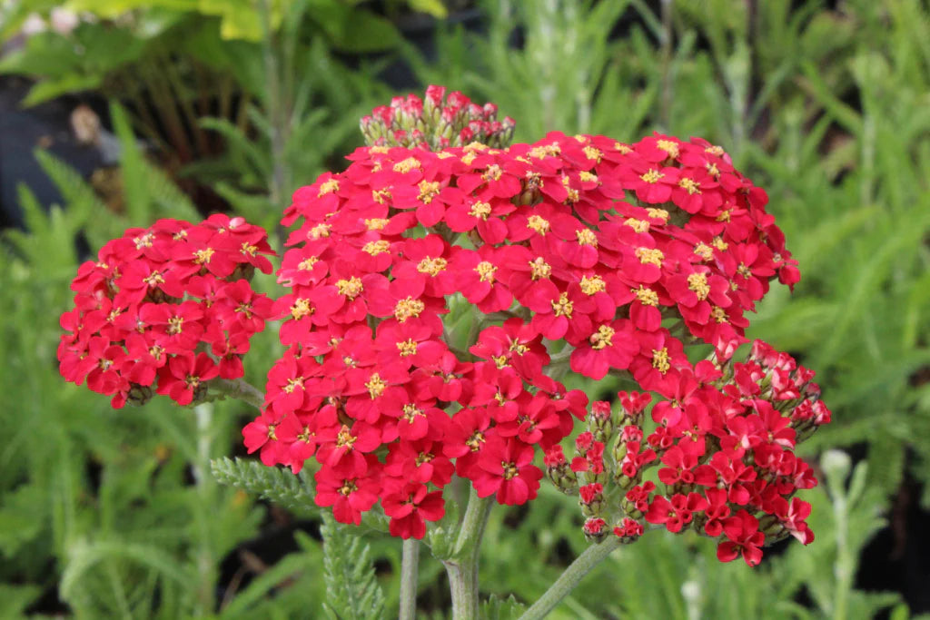 Achillea millefolium 'Paprika'