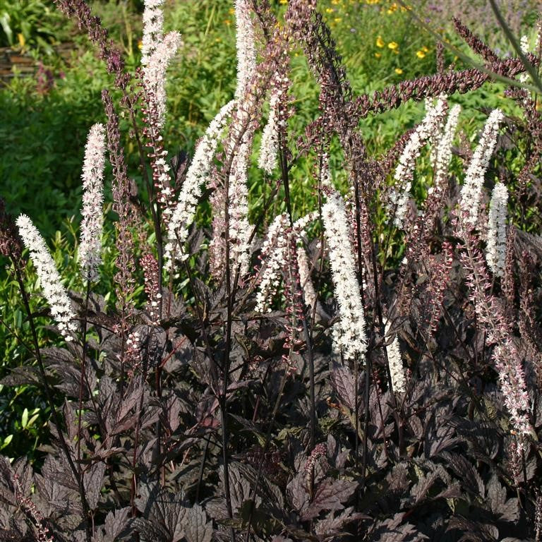 Actaea simplex 'Black Negligee'