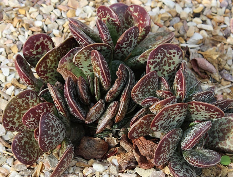 Adromischus maculatus