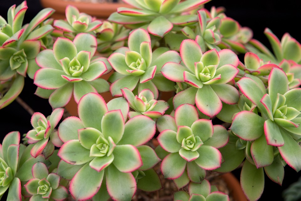 Aeonium 'Kiwi'