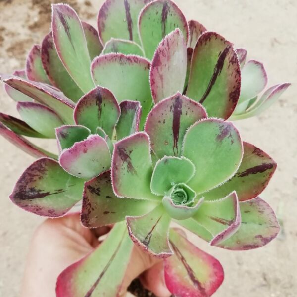 Aeonium 'Marnier Lapostolle'