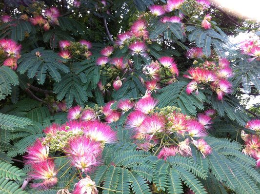 Albizia julibrissin (Northern Seed Source)