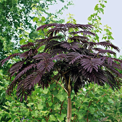 Albizia julibrissin 'Summer Chocolate'