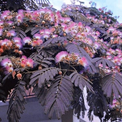 Albizia julibrissin 'Summer Chocolate'