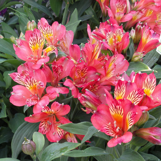 Alstroemeria 'Inca Joli'