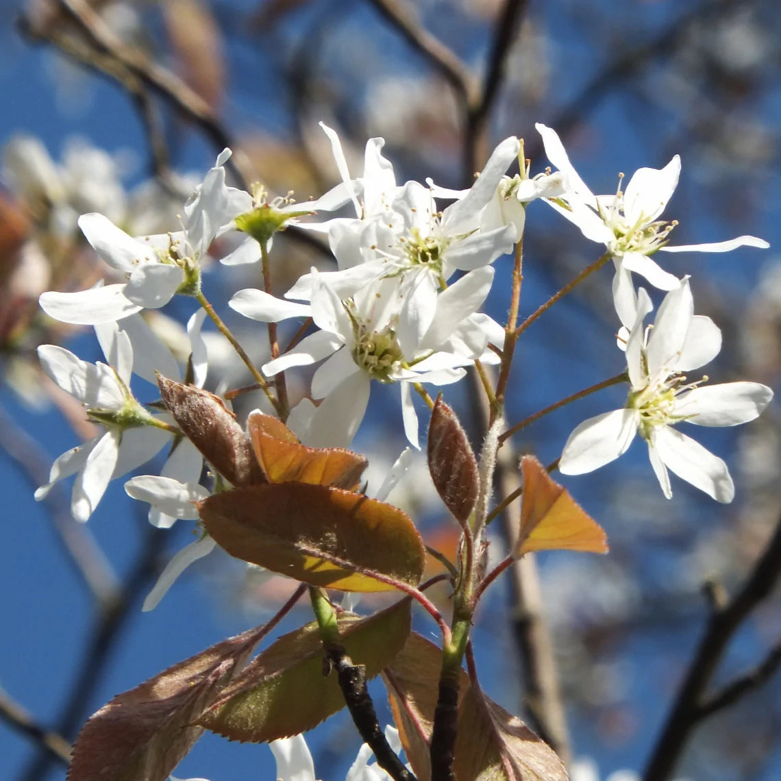 Amelanchier laevis