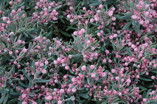 Andromeda polifolia 'Blue Ice'