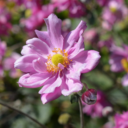 Anemone x hybrida 'Queen Charlotte'