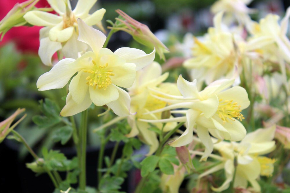 Aquilegia 'Origami Yellow'