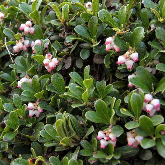 Arctostaphylos uva-ursi 'Massachusetts'