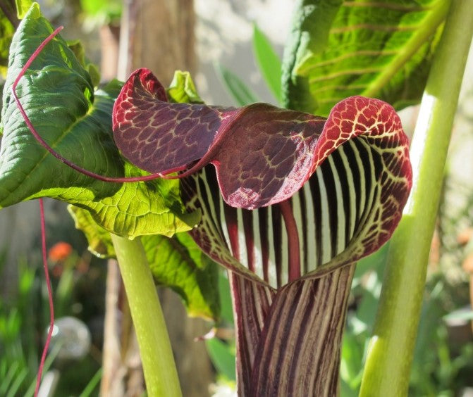 Arisaema griffithii