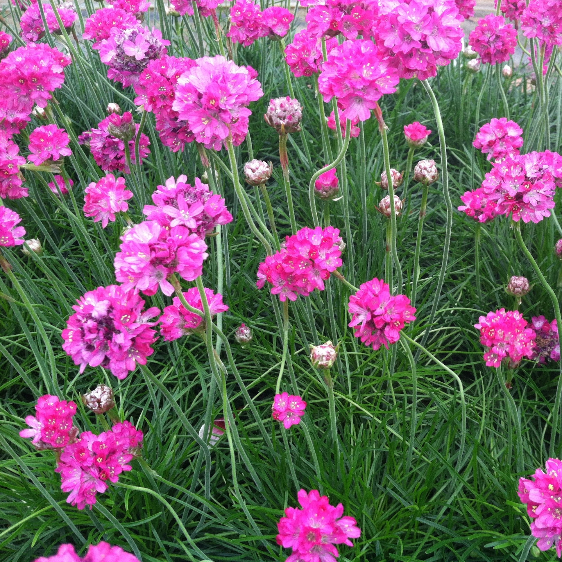 Splendens Armeria maritima 'Splendens' – Bunchberry Nurseries