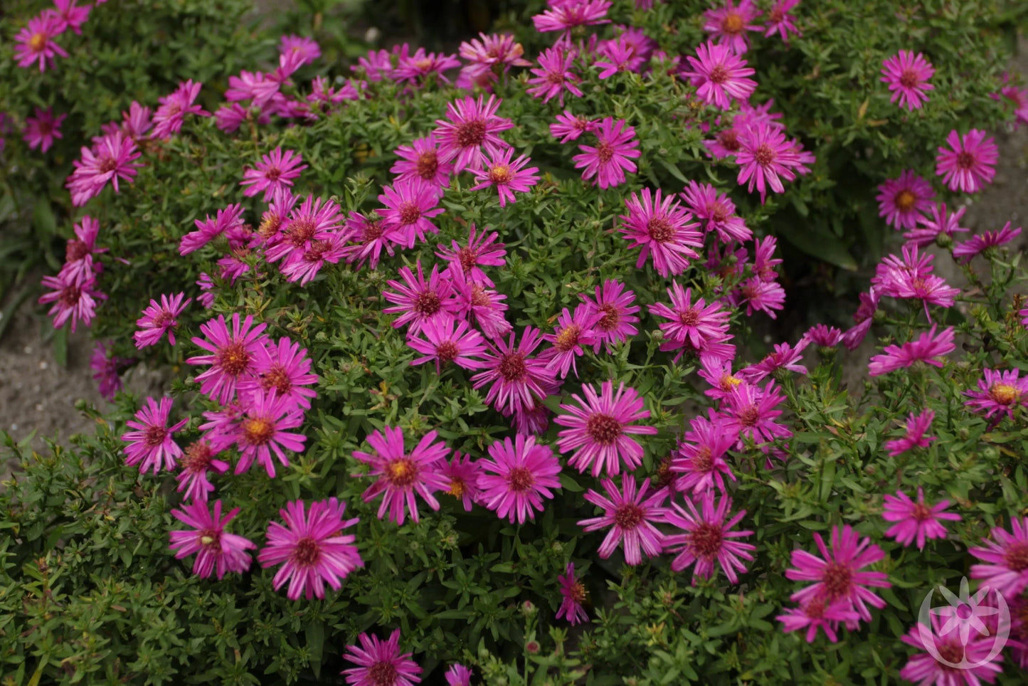 Aster dumosus 'Jenny'