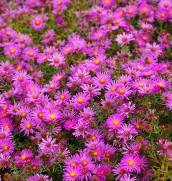 Aster 'Alert'