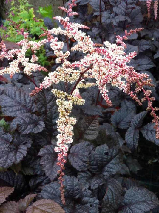 Astilbe x arendsii 'Chocolate Shogun'