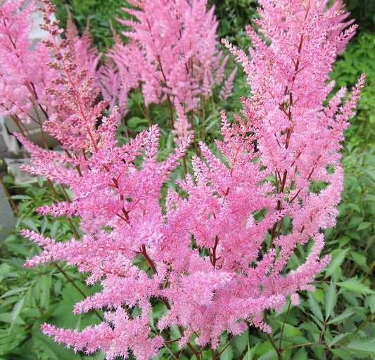 Astilbe x arendsii 'Amethyst'