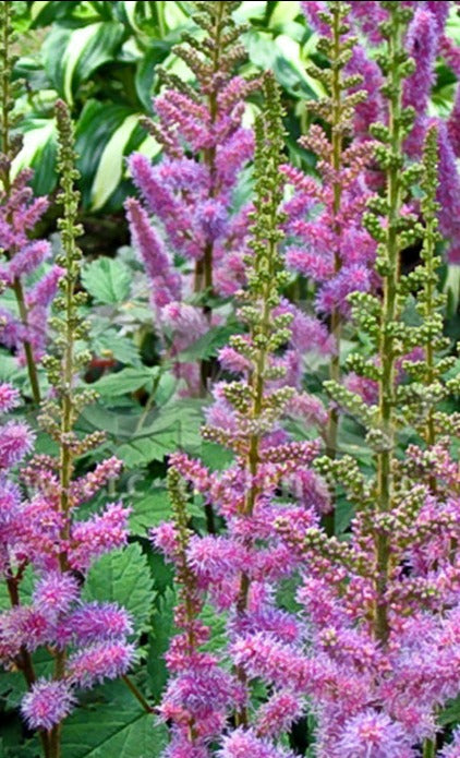 Astilbe chinensis pumila