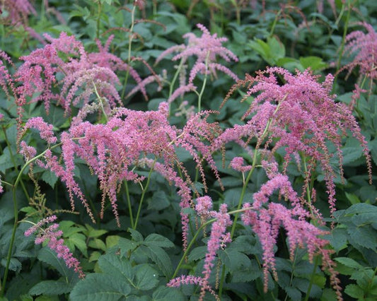 Astilbe thunbergii 'Ostrich Plume'