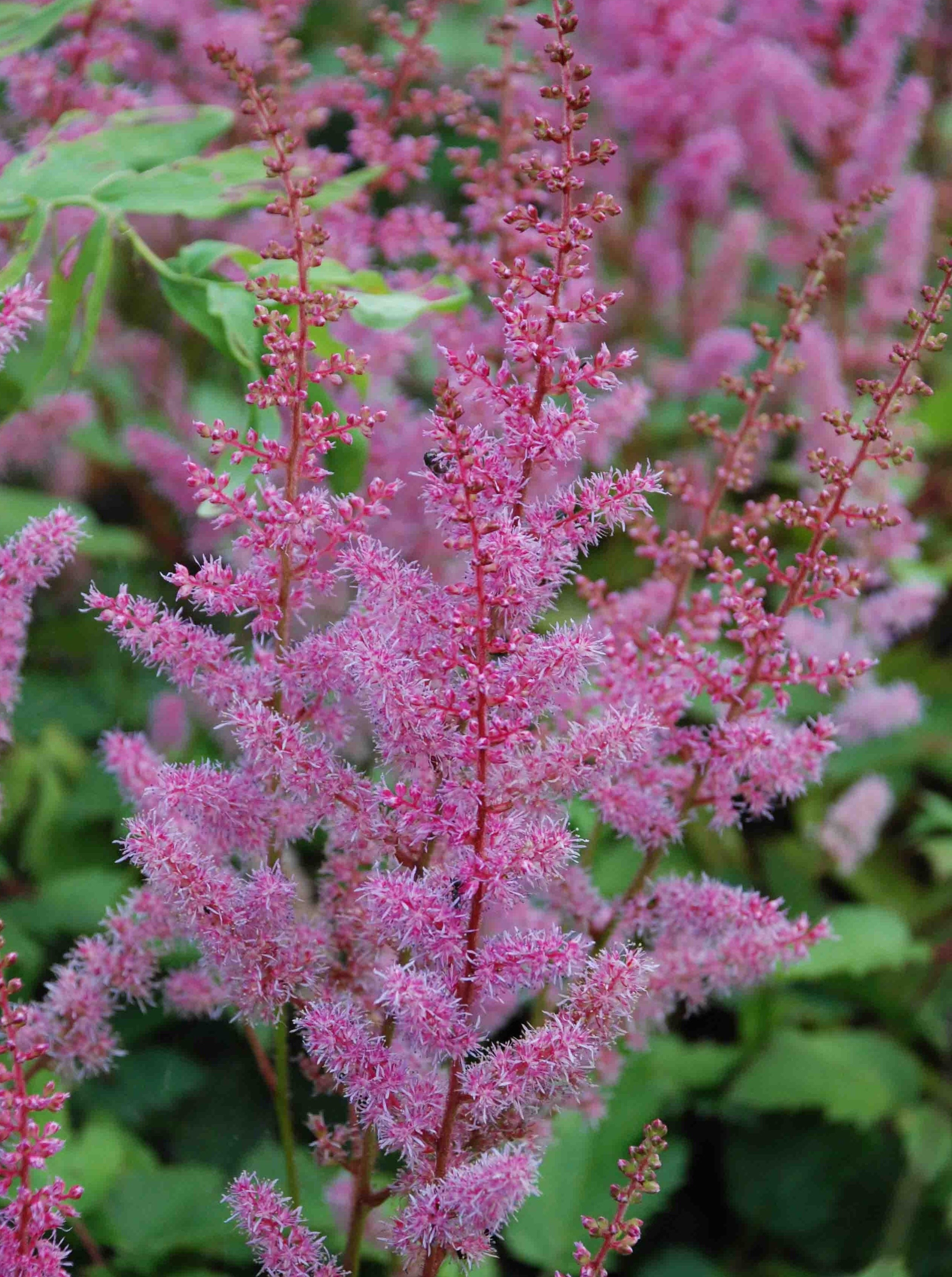 Astilbe chinensis var. taquetii 'Superba' – Bunchberry Nurseries