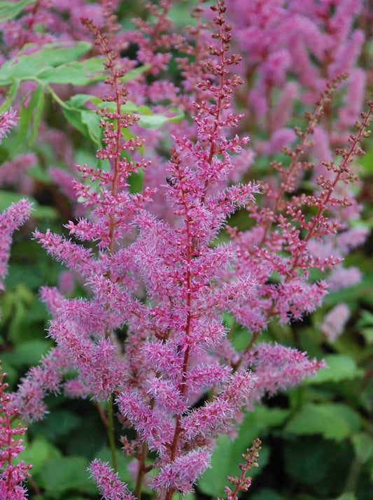 Astilbe chinensis var. taquetii 'Superba'