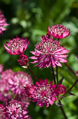 Astrantia major 'Ruby Wedding' – Bunchberry Nurseries