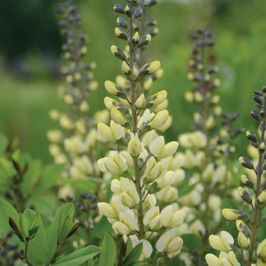 Baptisia 'Vanilla Cream'