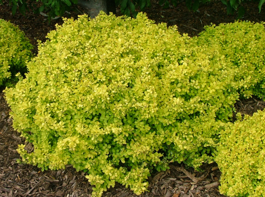 Berberis thunbergii 'Sunsation' – Bunchberry Nurseries